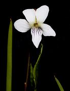 Viola macloskeyi  3082